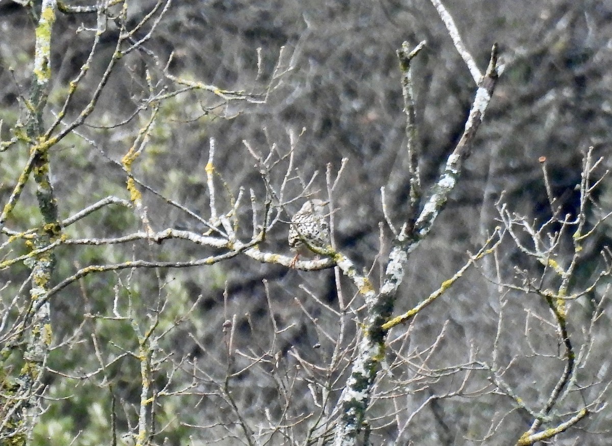 Бужмаг хөөндэй - ML633292524