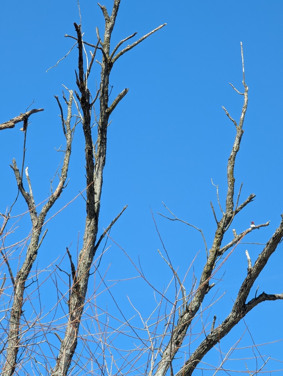 rødhodespett - ML633292535