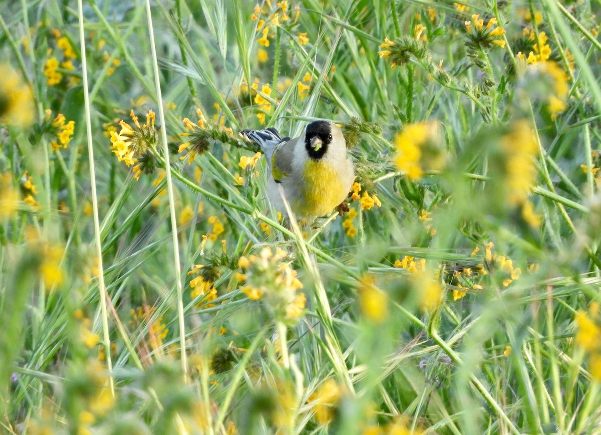 Lawrence's Goldfinch - ML633292585