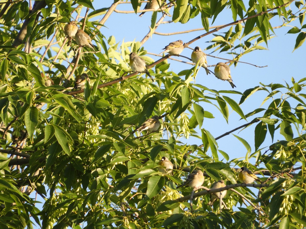 Lawrence's Goldfinch - ML633292587