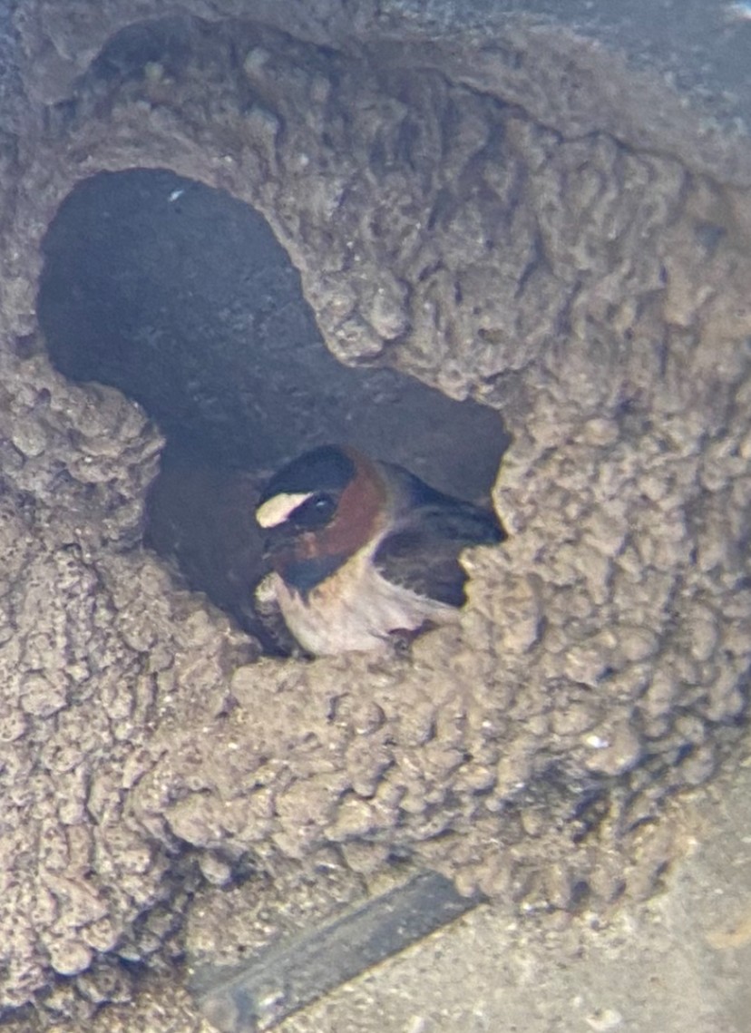 Cliff Swallow - ML633292598