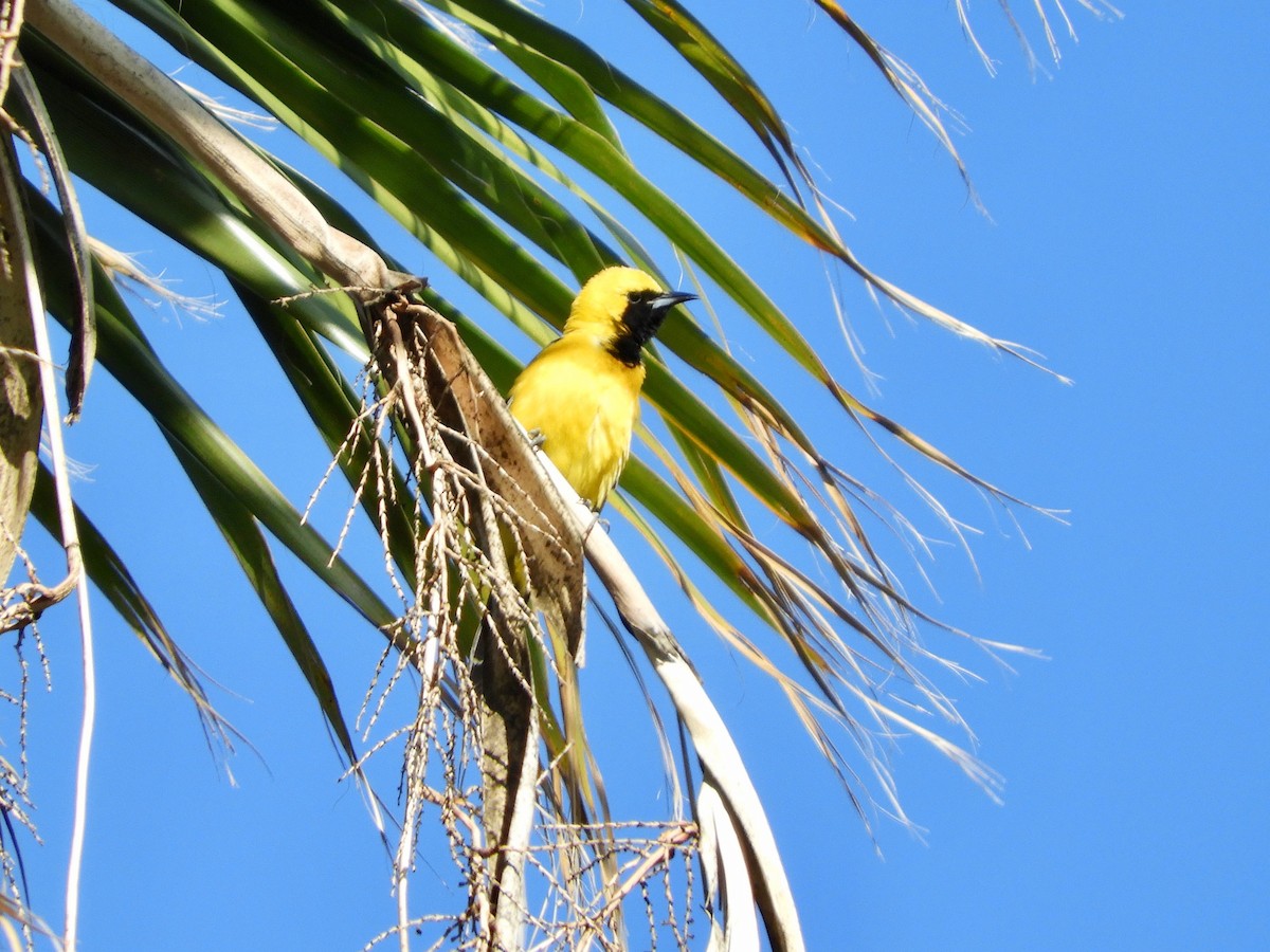 Hooded Oriole - ML633292603