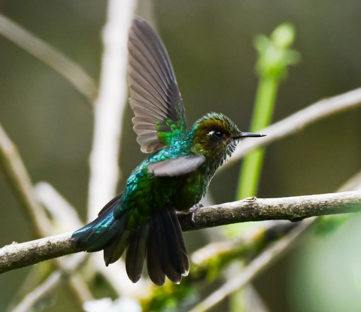 Mountain Avocetbill - ML633292651