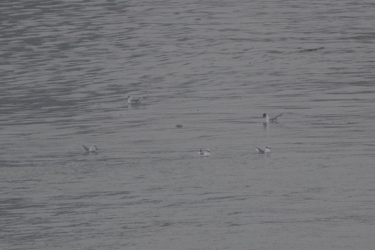Gaviota de Bonaparte - ML633292786