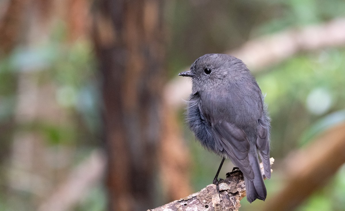 South Island Robin - ML633292837