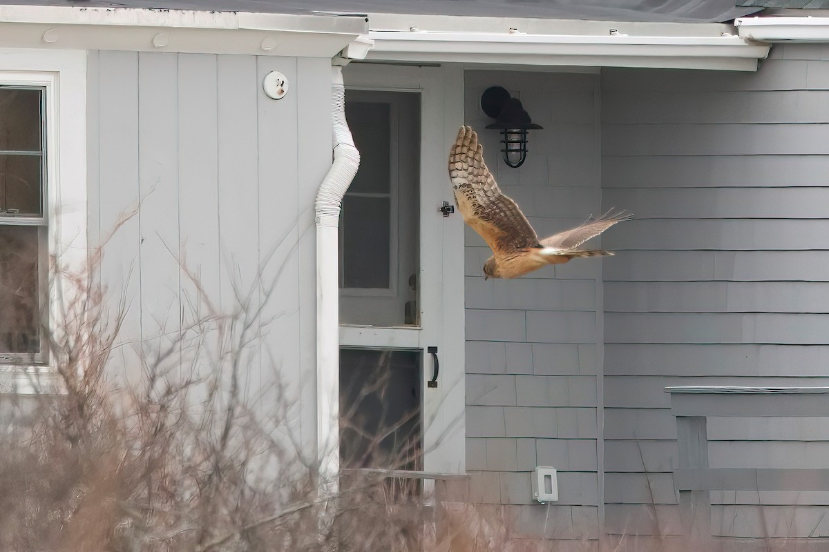Northern Harrier - ML633293010