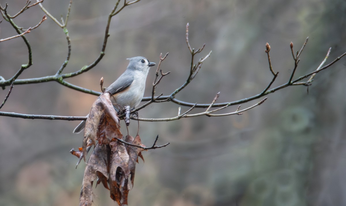 Tufted Titmouse - ML633293149