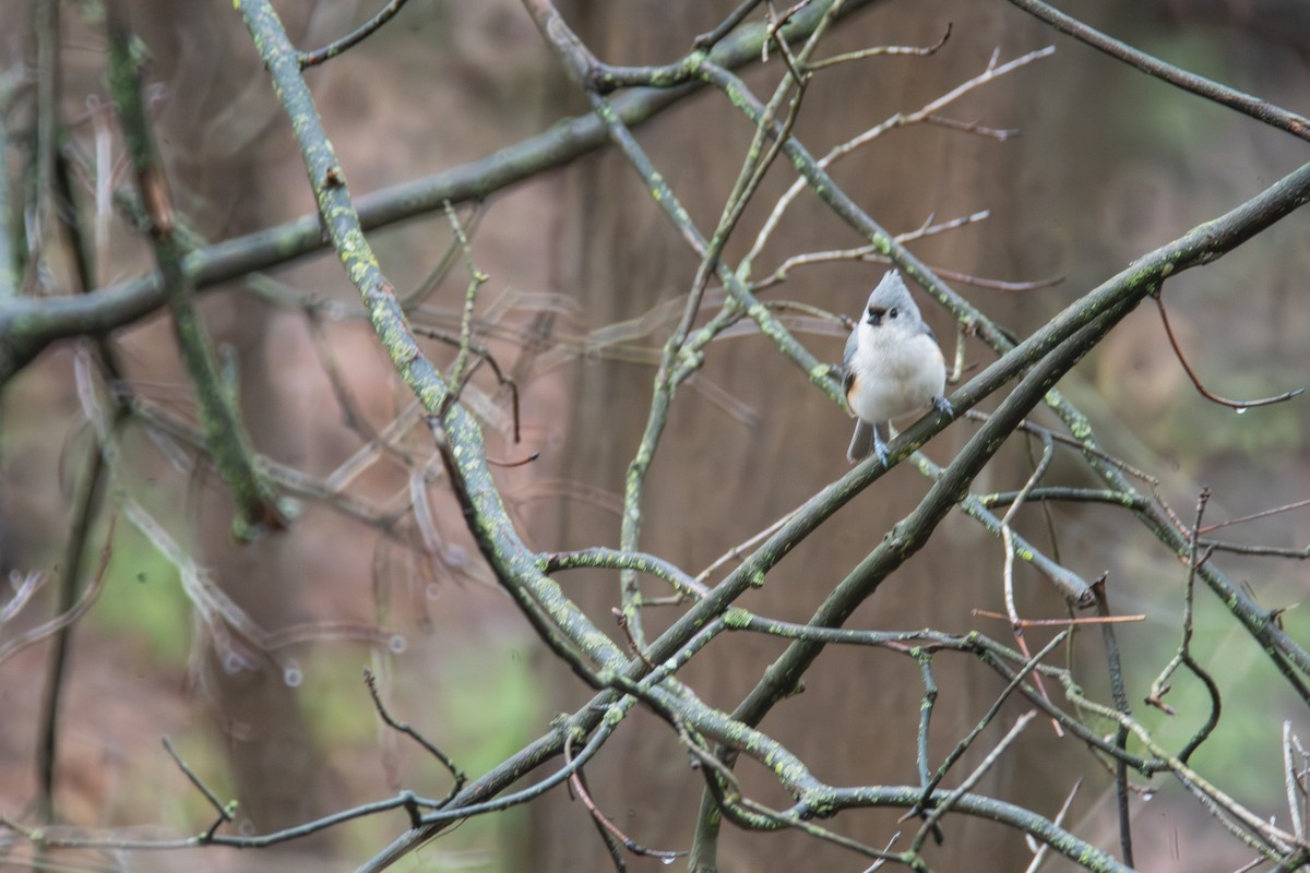 Tufted Titmouse - ML633293150