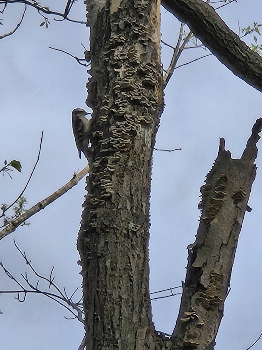 Downy Woodpecker - ML633293229
