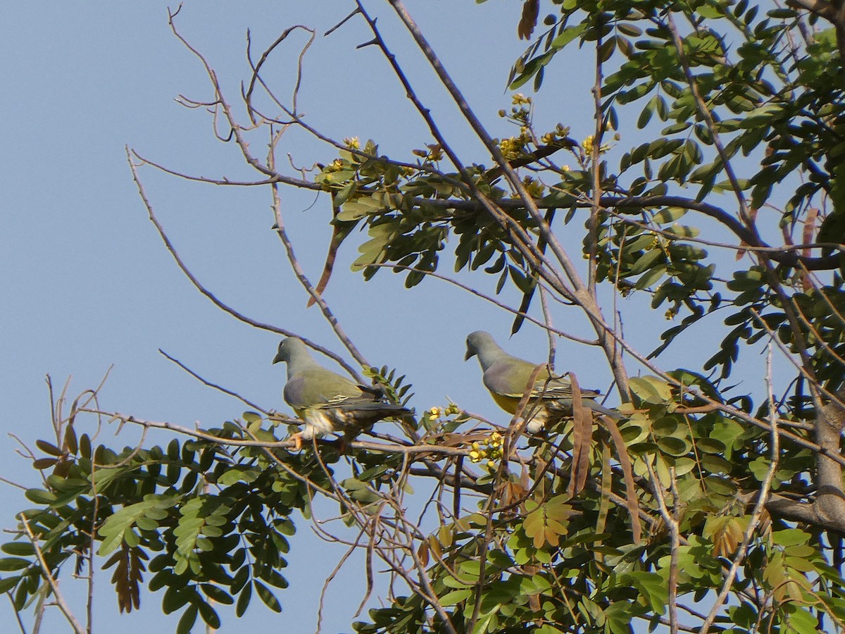 Bruce's Green-Pigeon - ML633293365