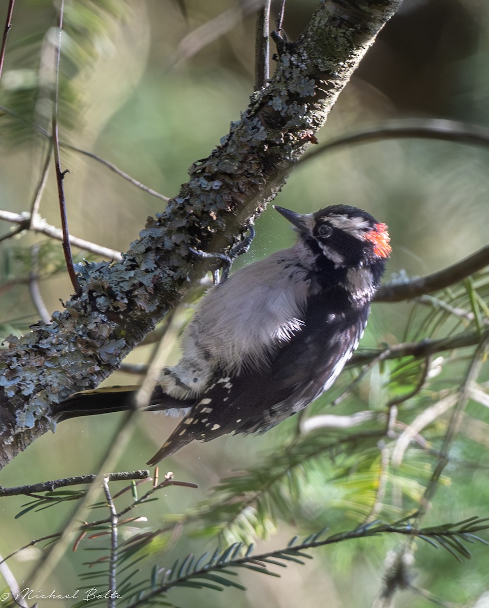 Downy Woodpecker - ML633293426