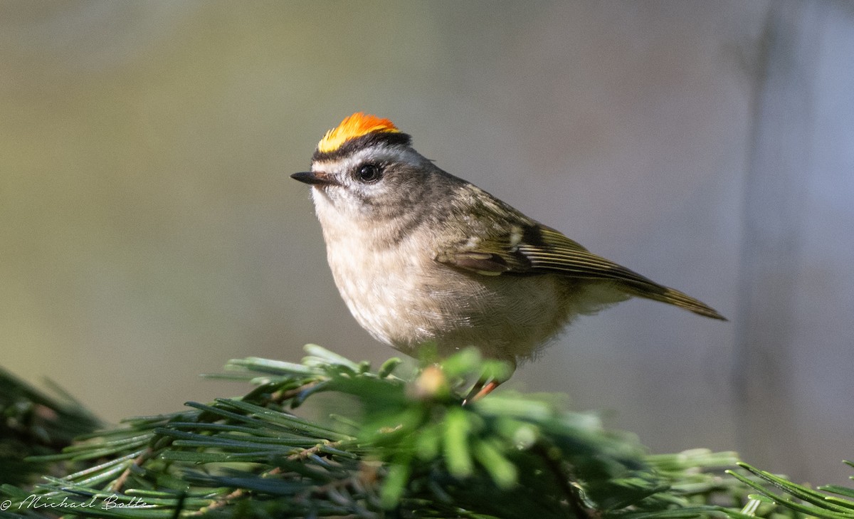 Golden-crowned Kinglet - ML633293436