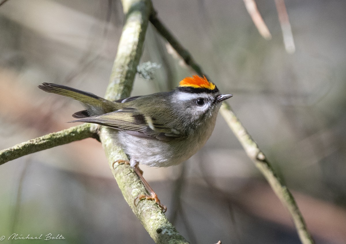 Golden-crowned Kinglet - ML633293437