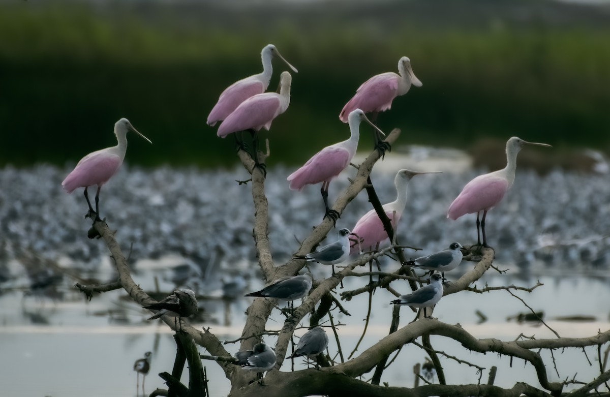 Roseate Spoonbill - ML633293511