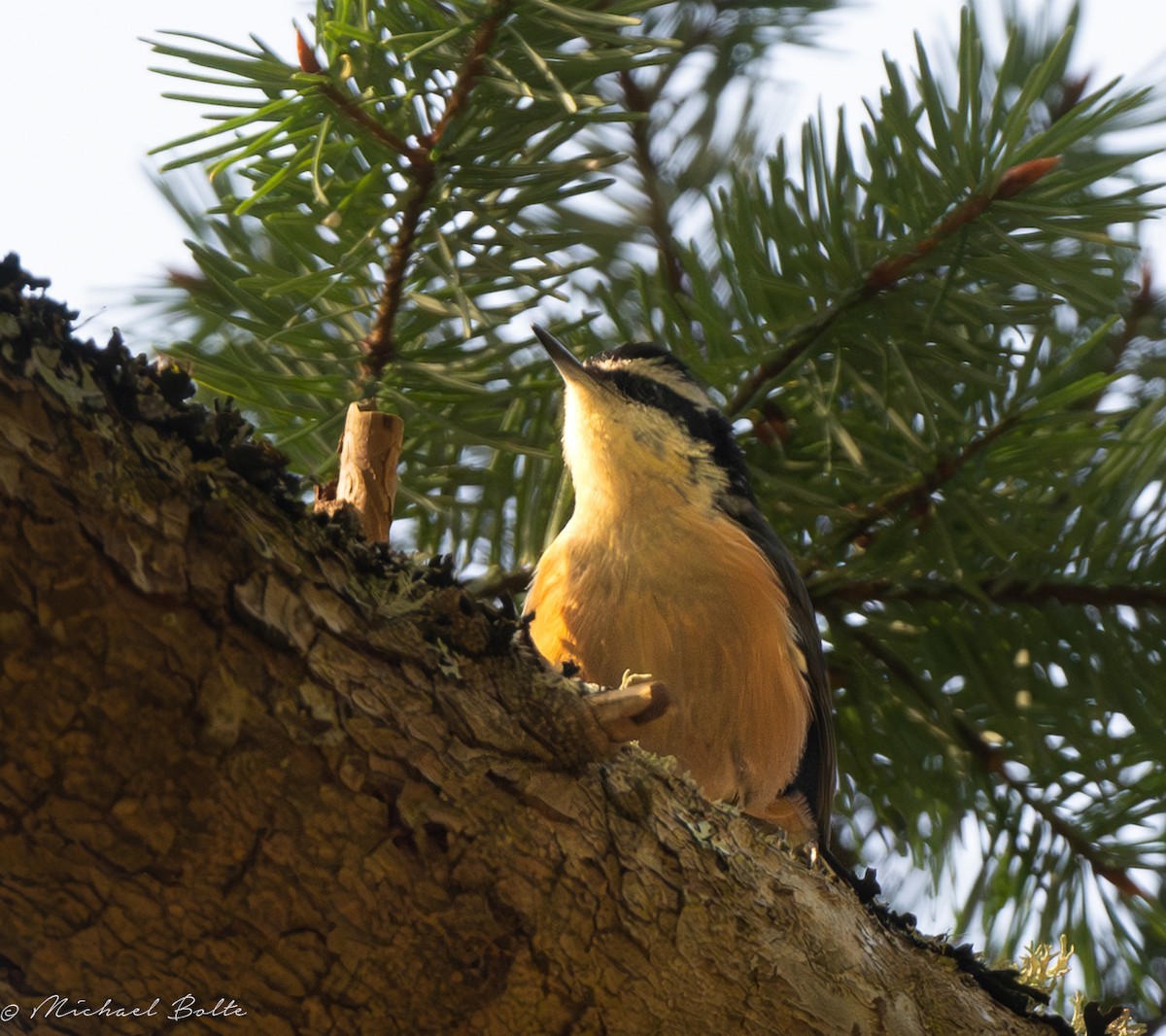 Red-breasted Nuthatch - ML633293547