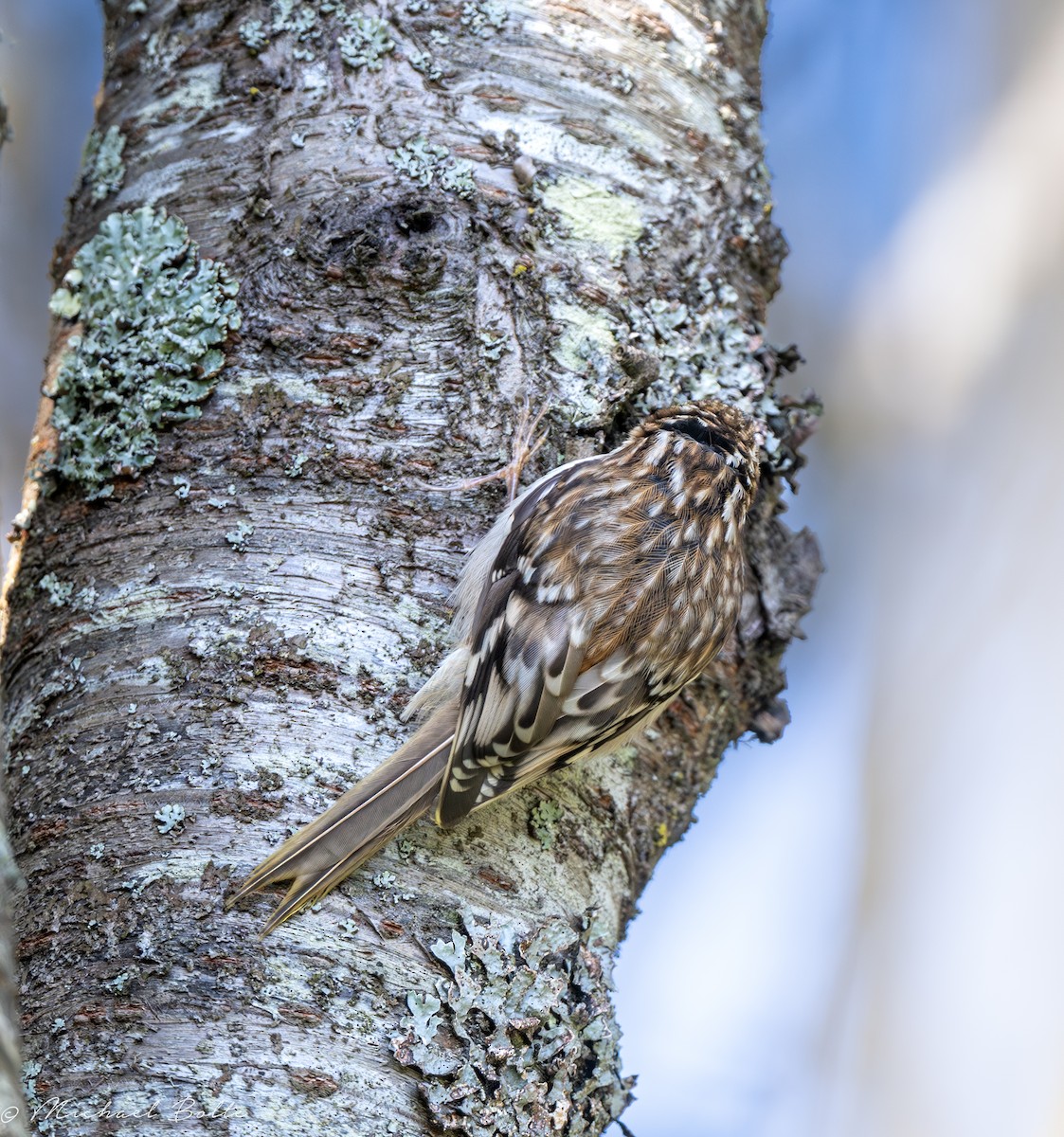 Brown Creeper - ML633293557