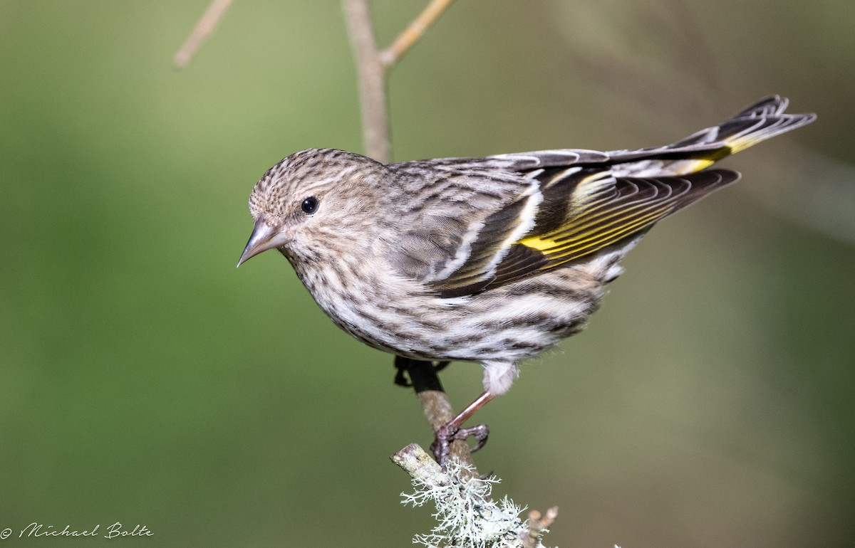 Pine Siskin - ML633293564
