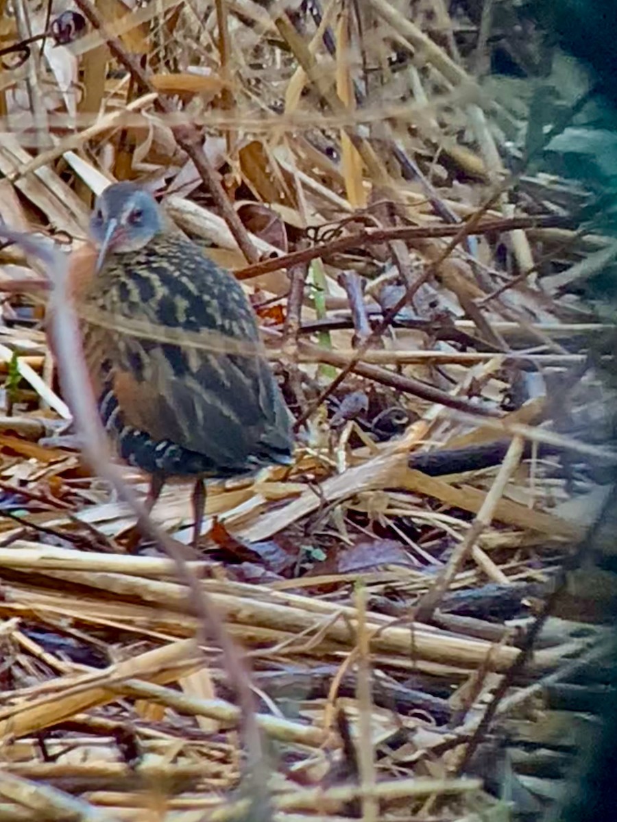 Virginia Rail - ML633293684