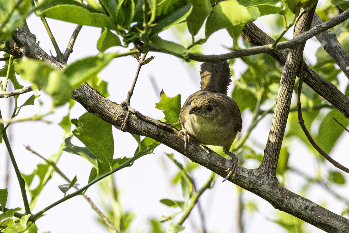 Plain Thornbird - ML633293686