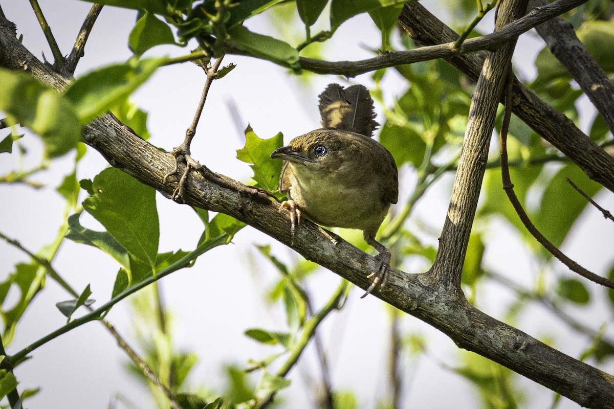 Plain Thornbird - ML633293688