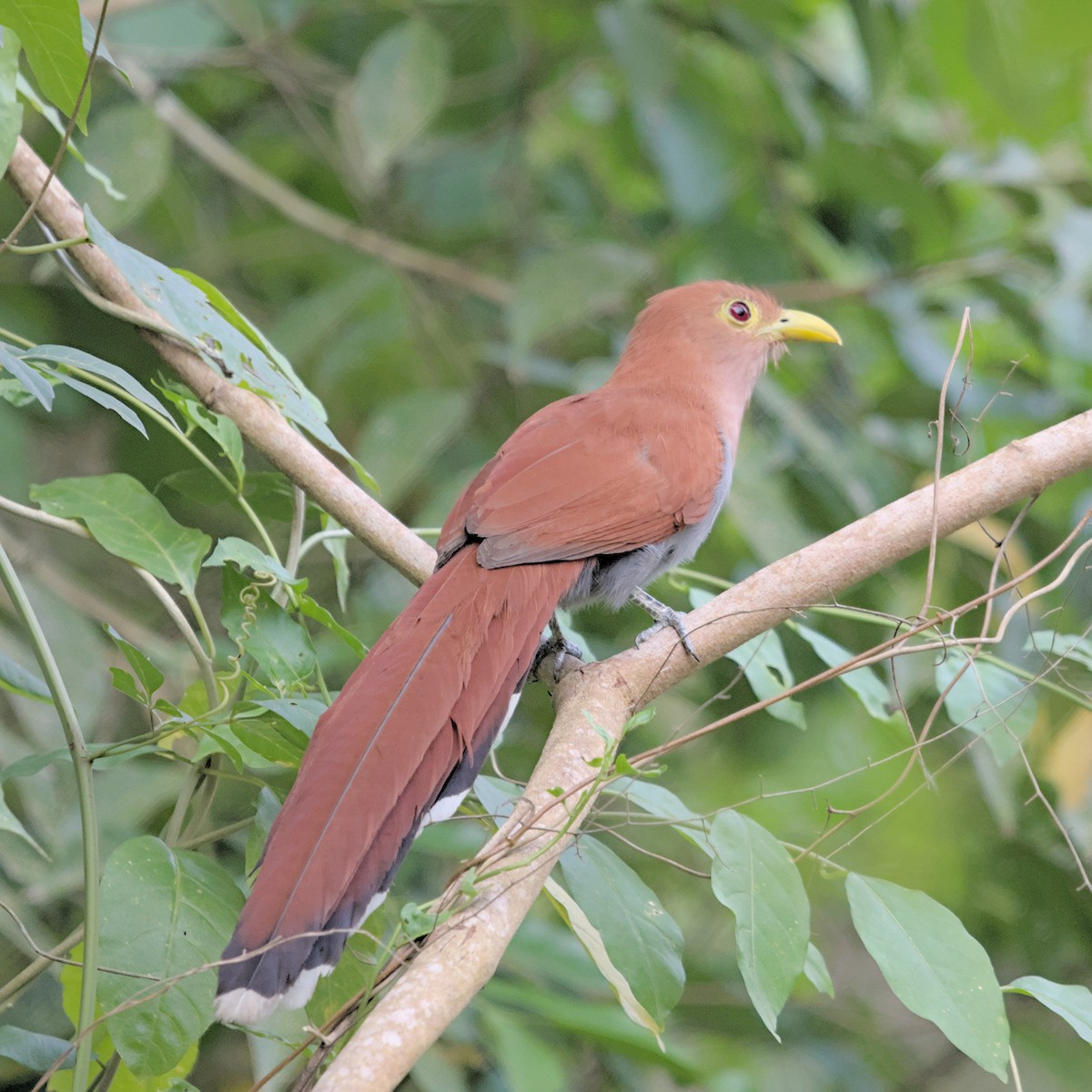 Common Squirrel-Cuckoo - ML633293693