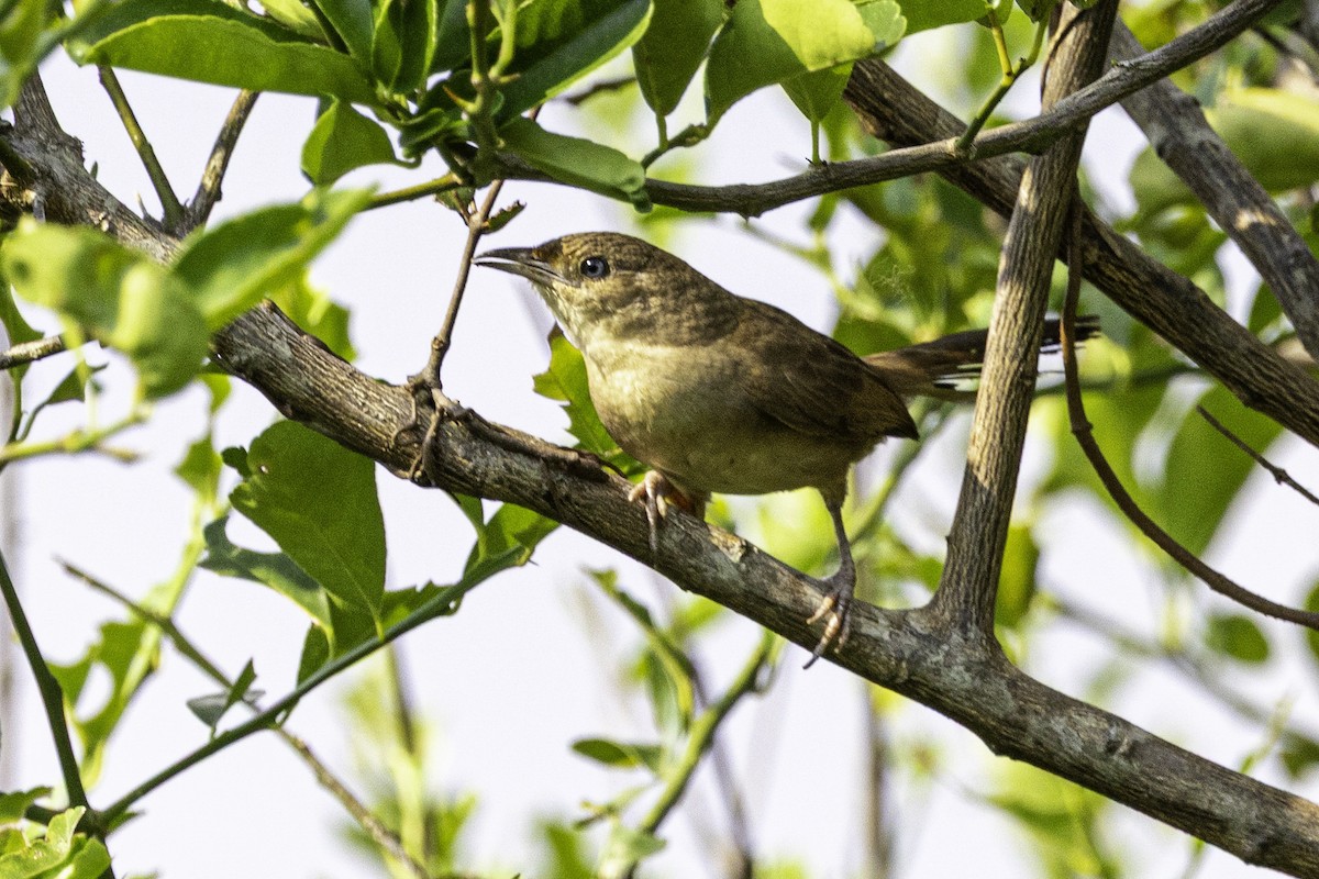 Plain Thornbird - ML633293702