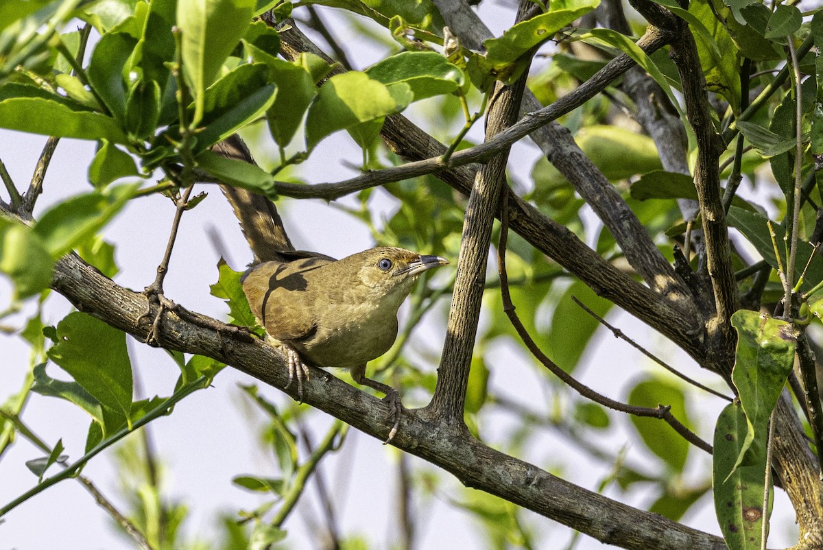 Plain Thornbird - ML633293715