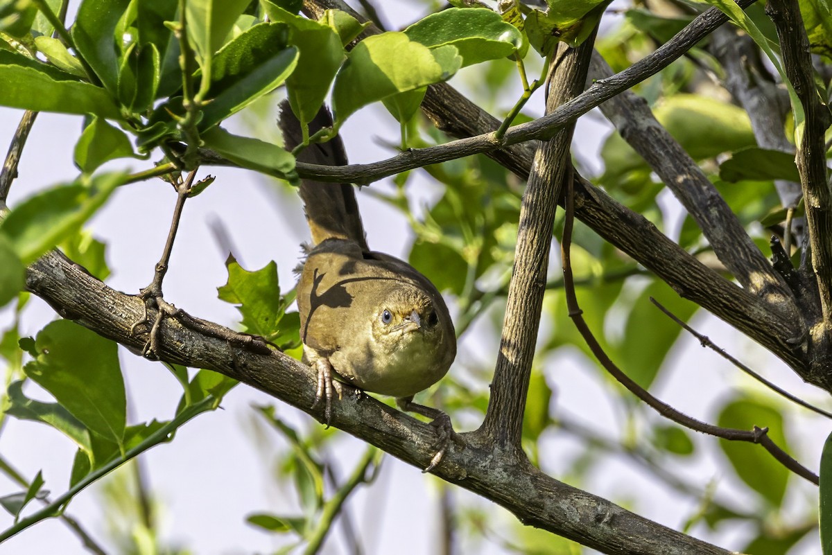 Plain Thornbird - ML633293719
