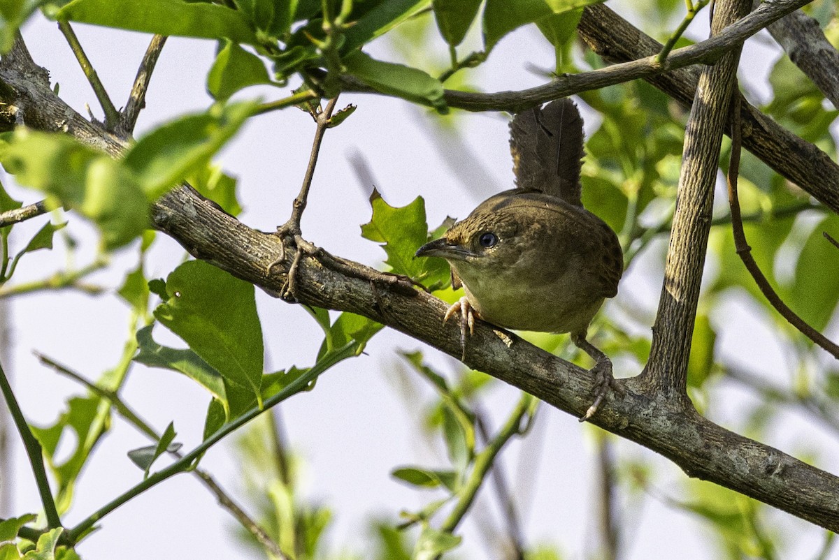 Plain Thornbird - ML633293728