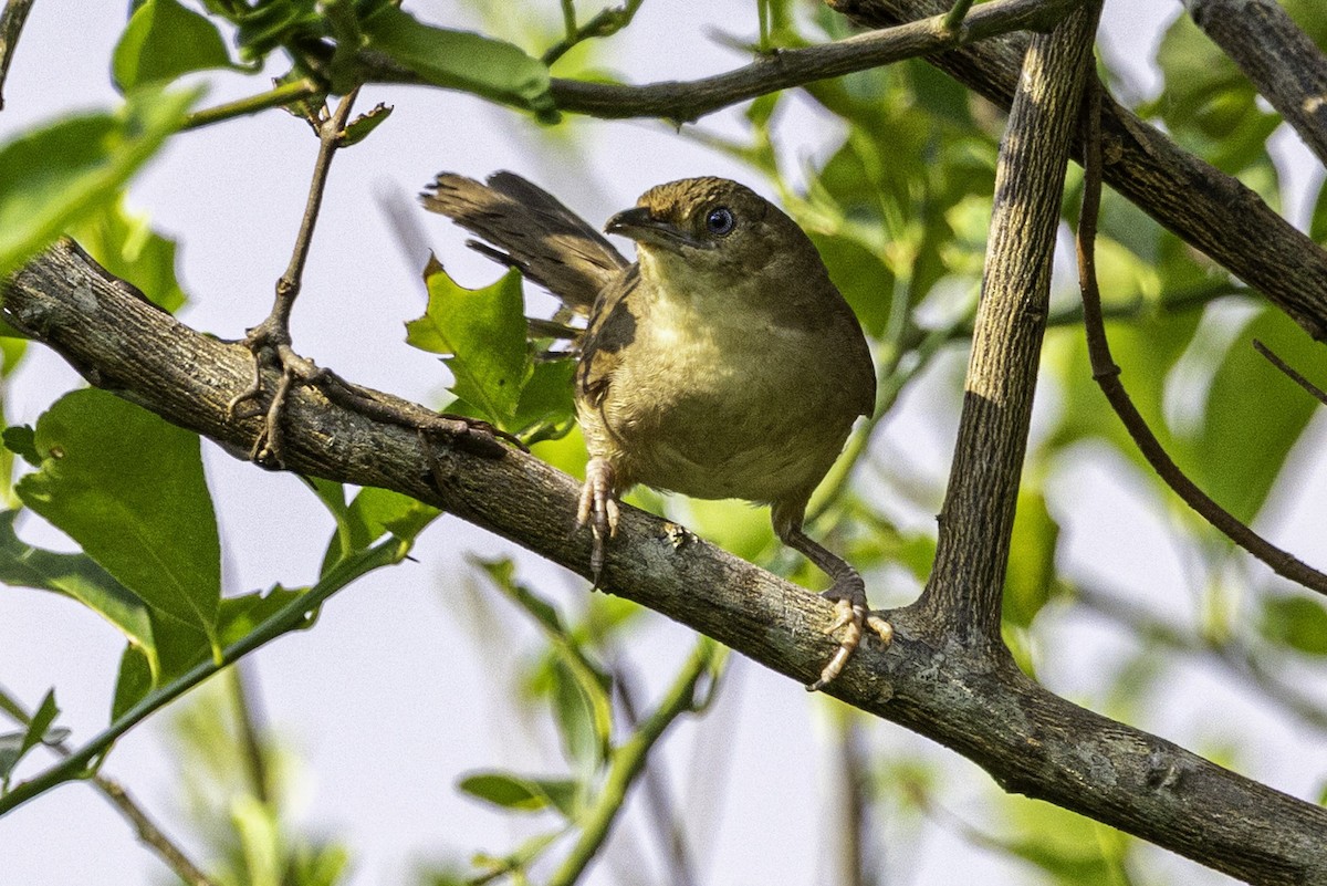 Plain Thornbird - ML633293743