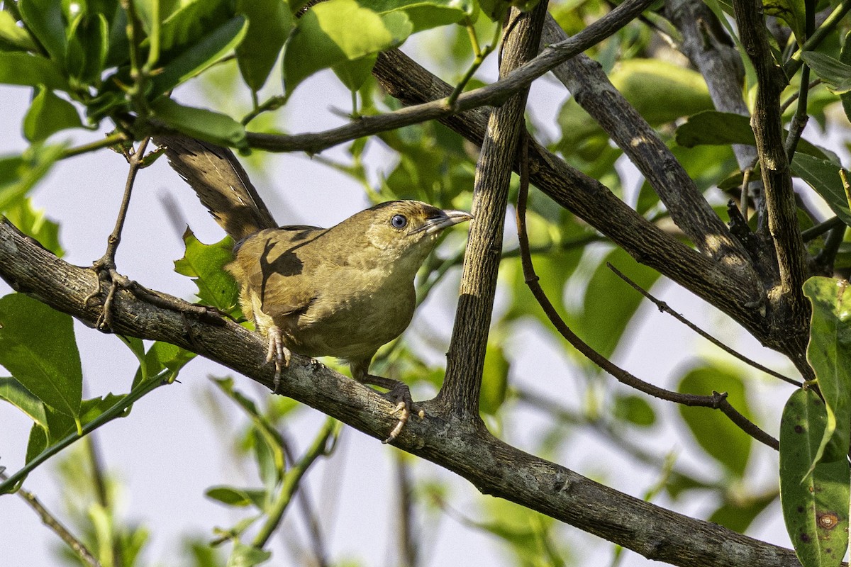 Plain Thornbird - ML633293748