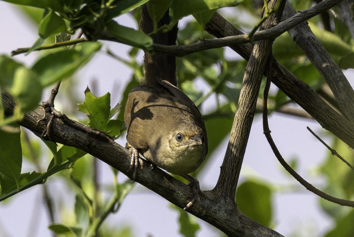 Plain Thornbird - ML633293753