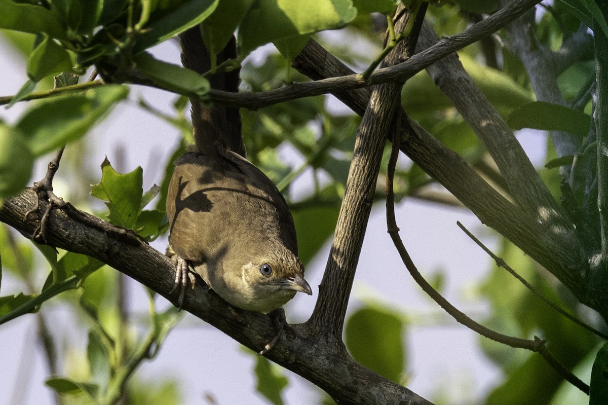 Plain Thornbird - ML633293762