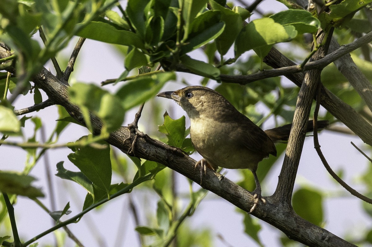 Plain Thornbird - ML633293777