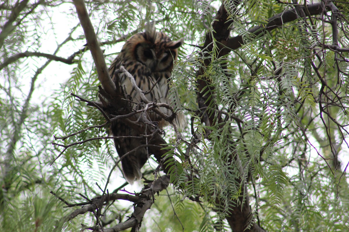 Striped Owl - ML633293946