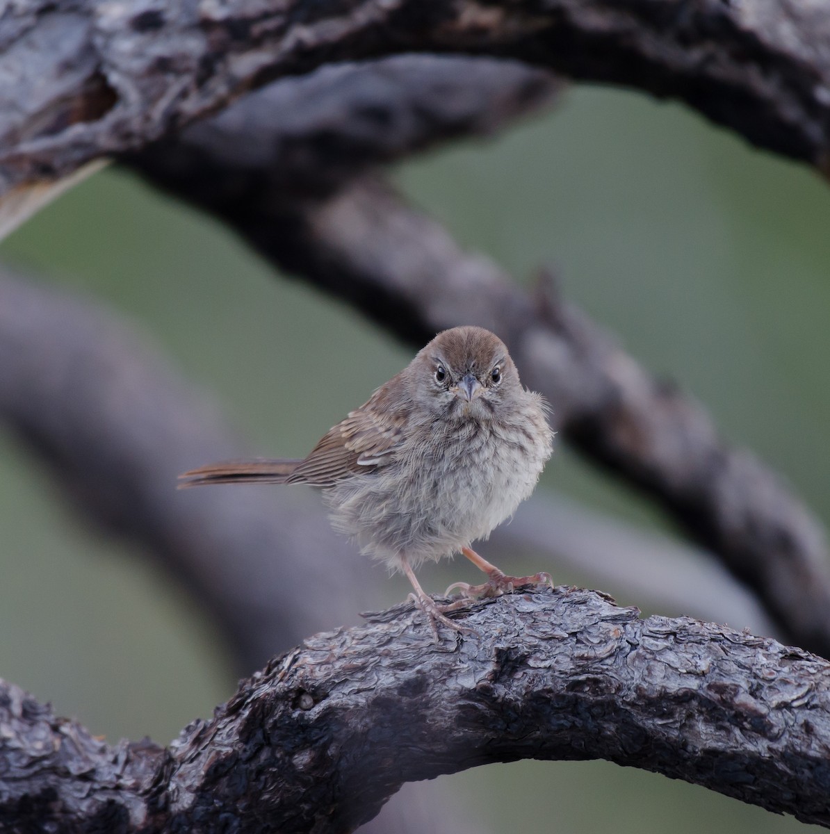 Rufous-crowned Sparrow - ML63329401