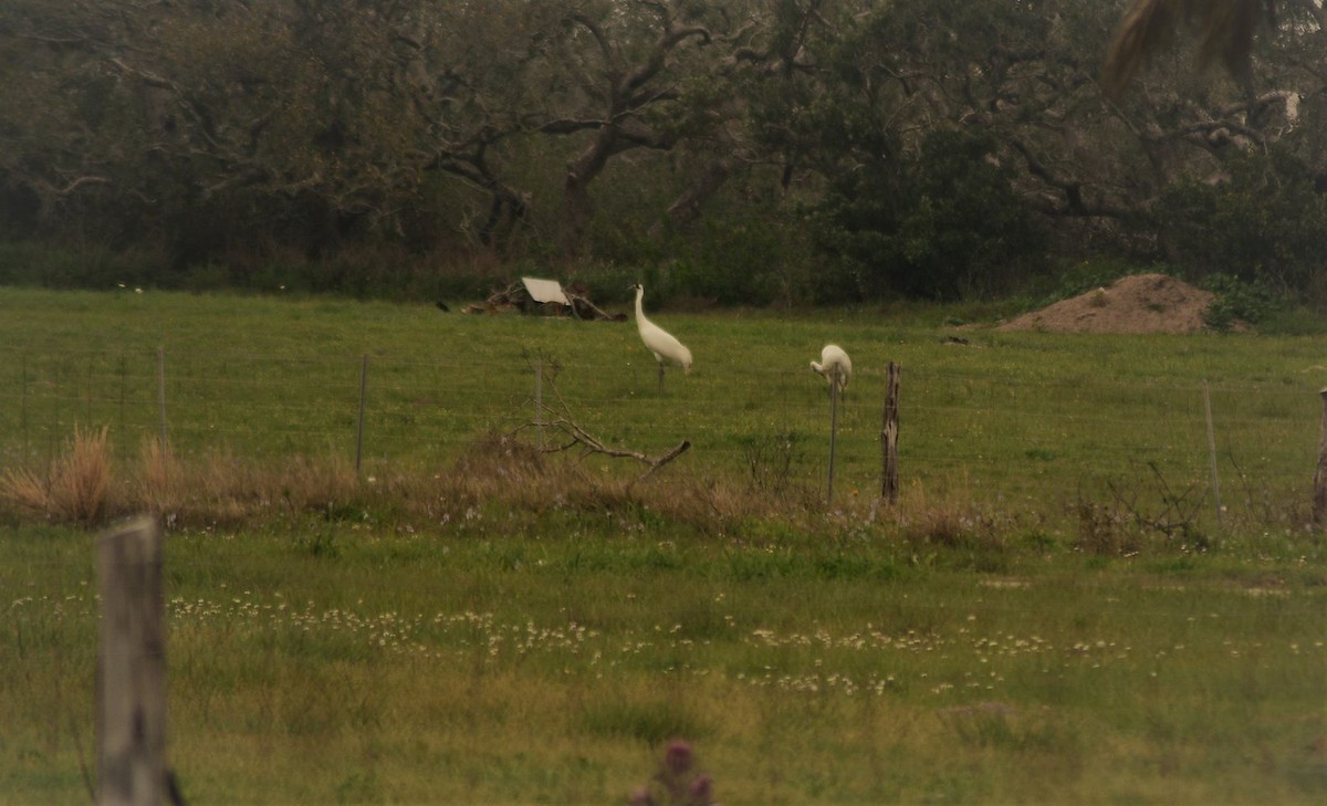 Whooping Crane - ML633294148