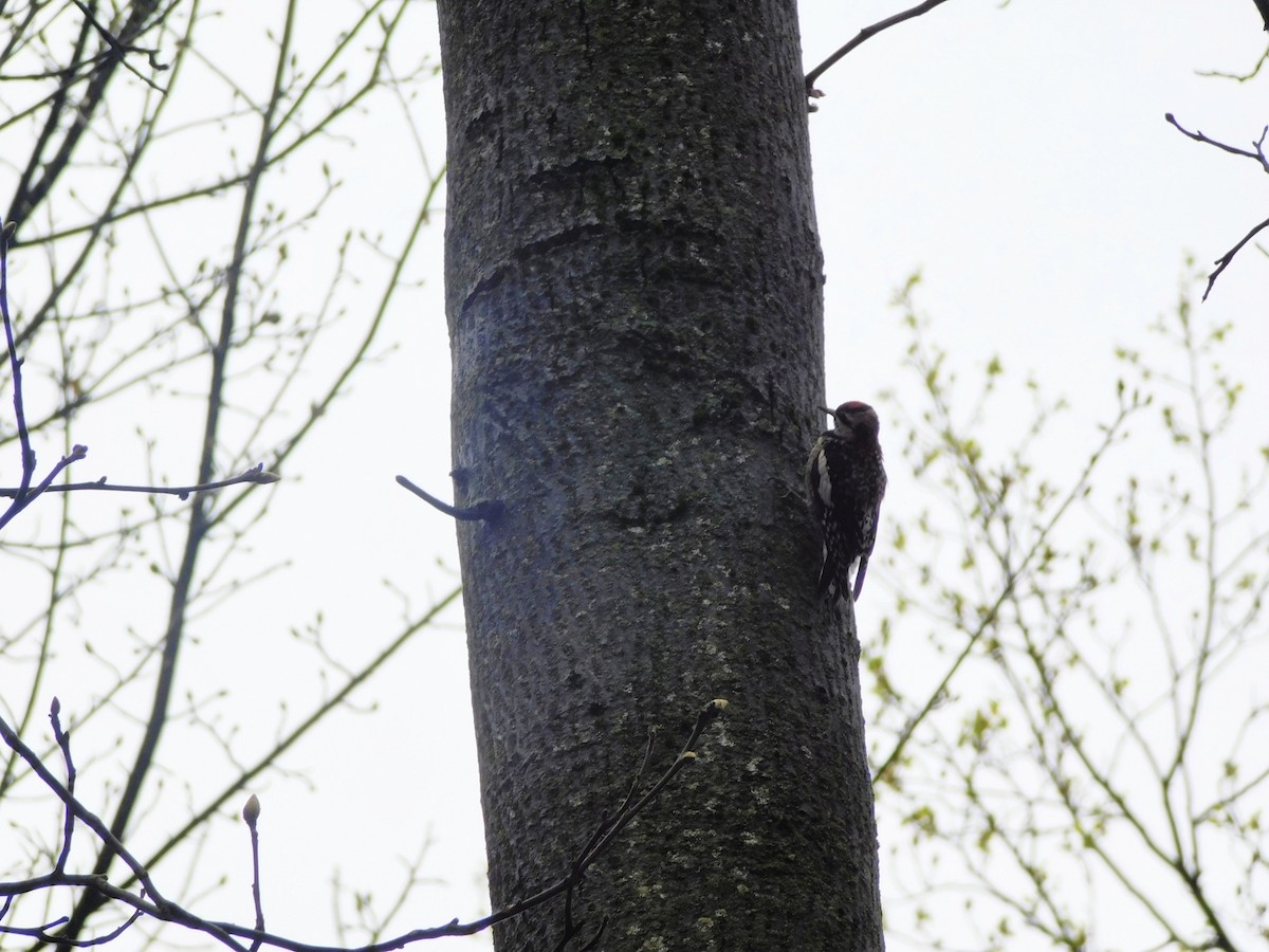 Yellow-bellied Sapsucker - ML633294350