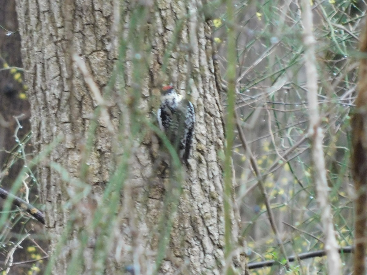 Yellow-bellied Sapsucker - ML633294351