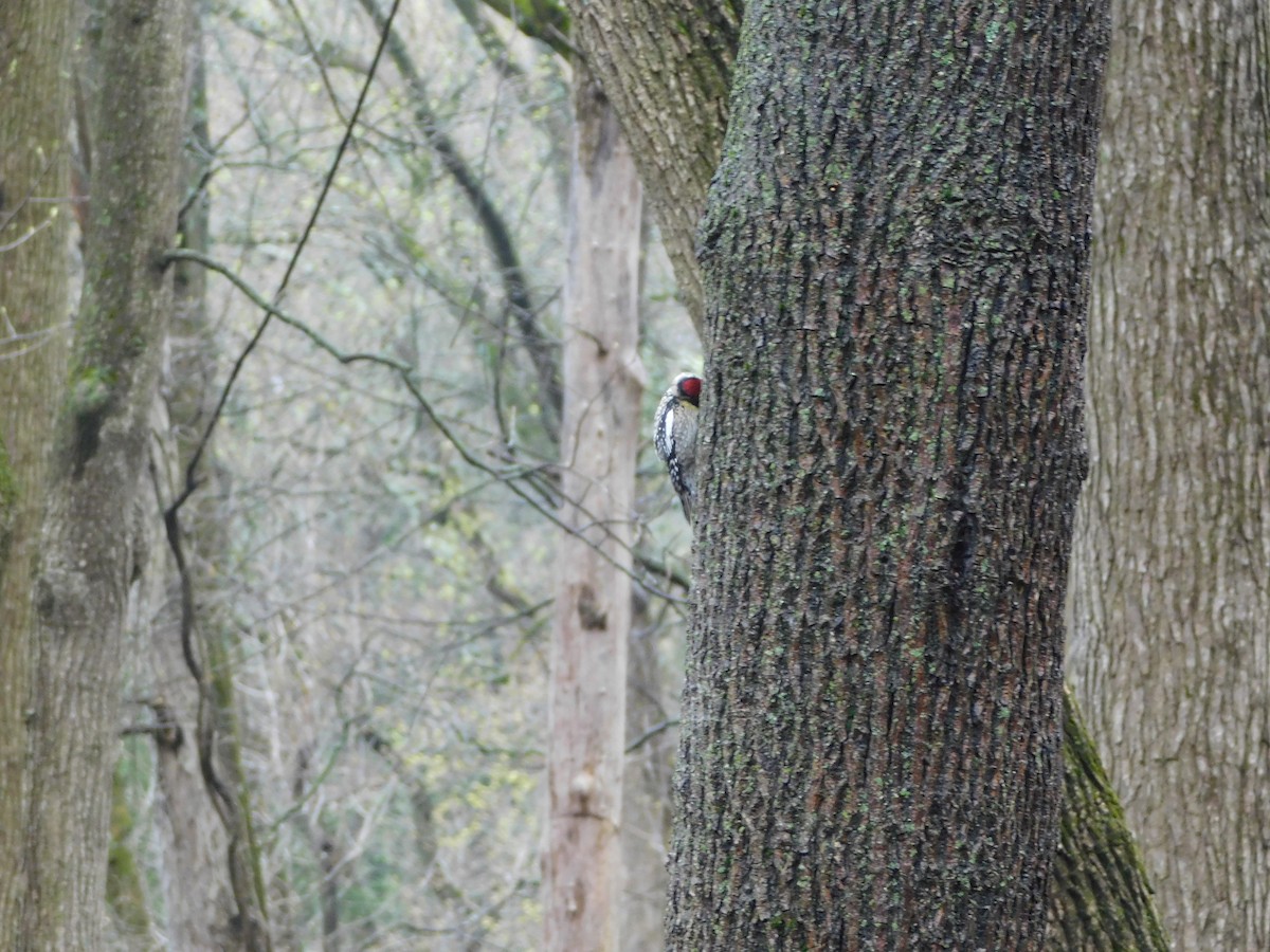Yellow-bellied Sapsucker - ML633294352