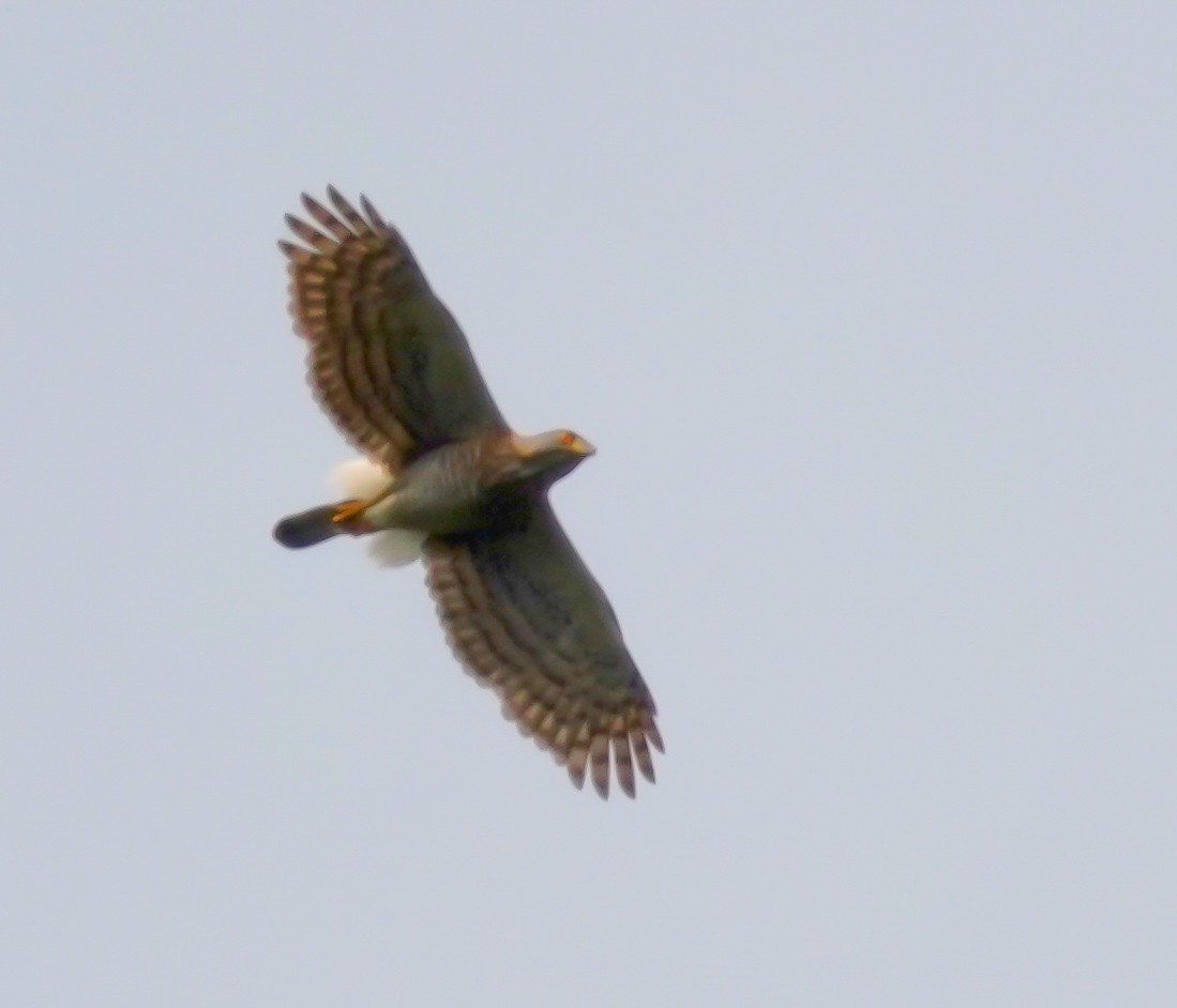 Crested Goshawk - ML633294458
