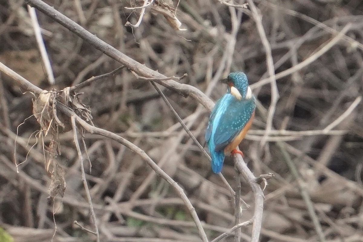 Common Kingfisher (Common) - ML633294514