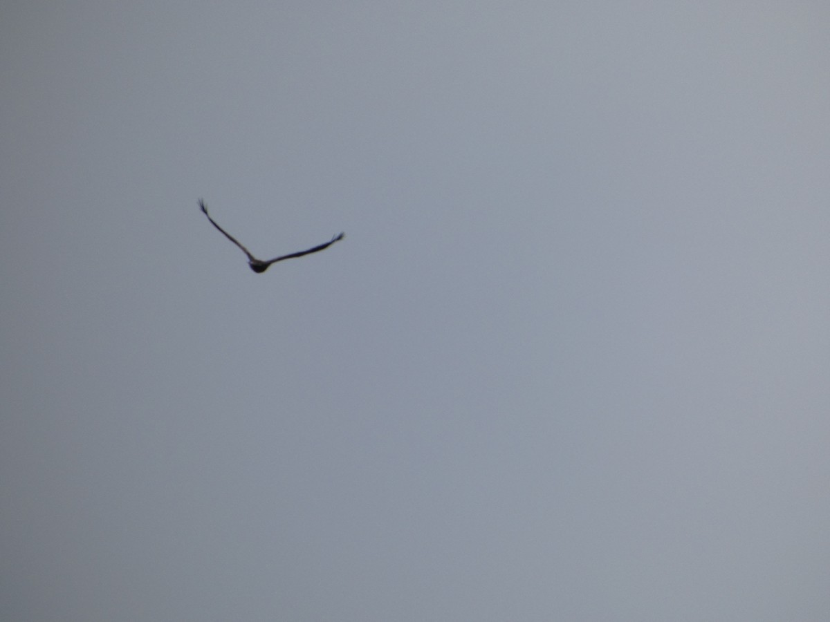Bald Eagle - ML633294602