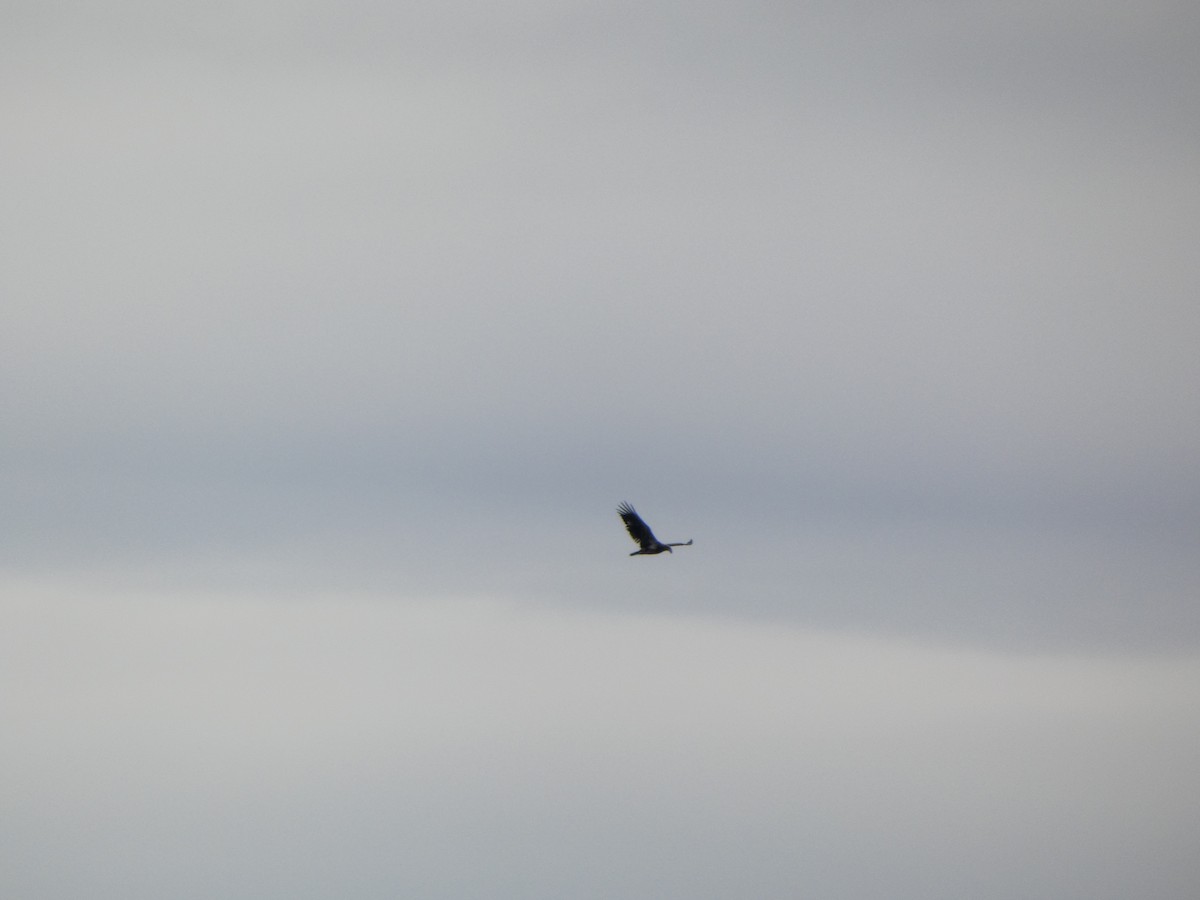 Bald Eagle - ML633294603