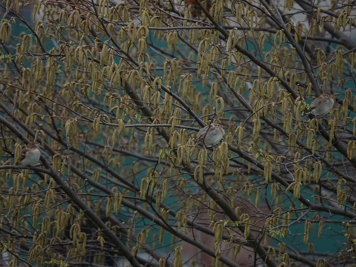 Field Sparrow - ML633295040