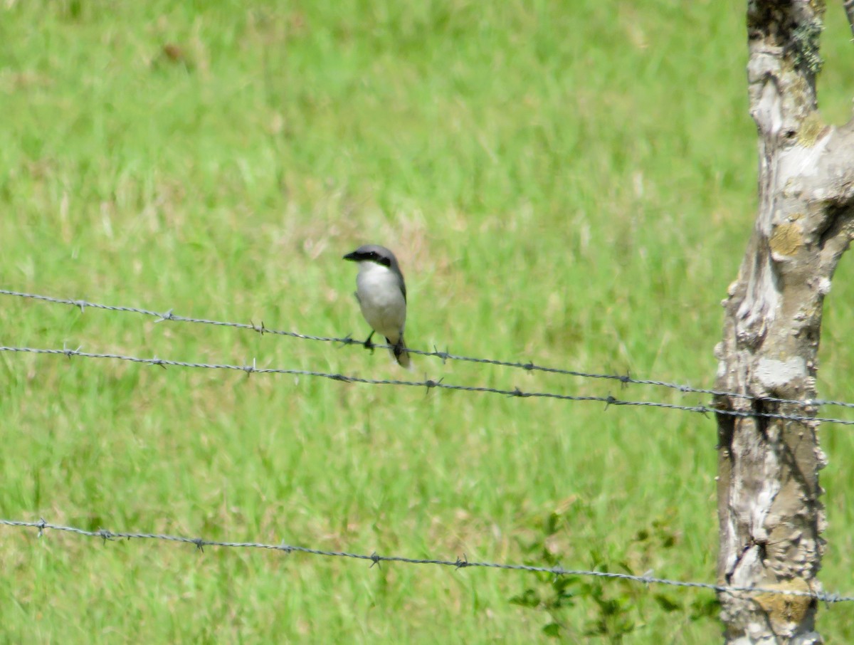 Loggerhead Shrike - ML633295335