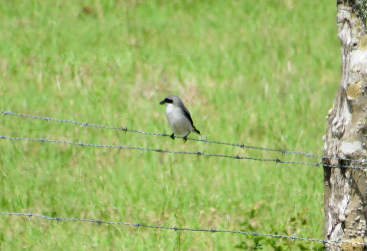 Loggerhead Shrike - ML633295339