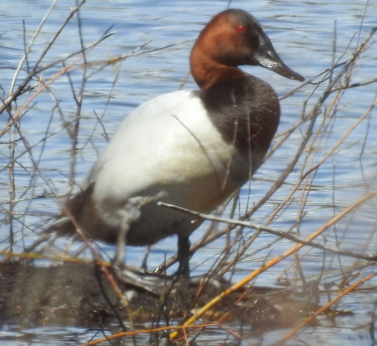 Canvasback - ML633295350