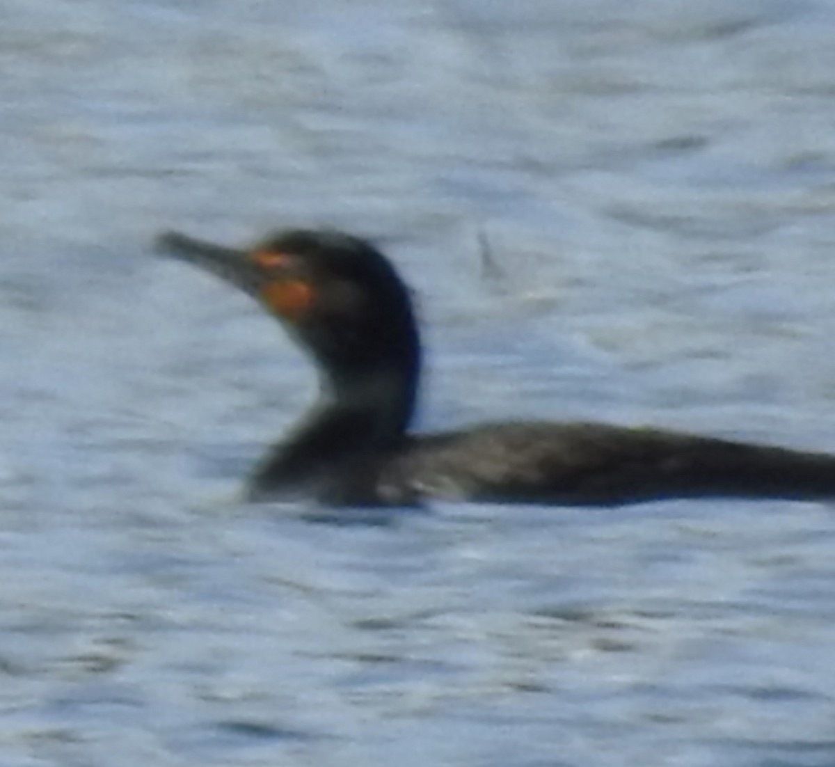 Double-crested Cormorant - ML633295357