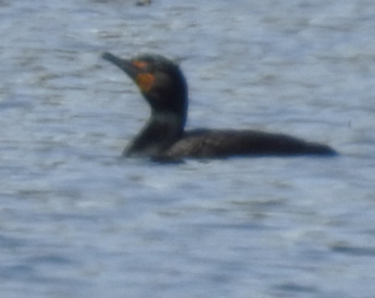 Double-crested Cormorant - ML633295358